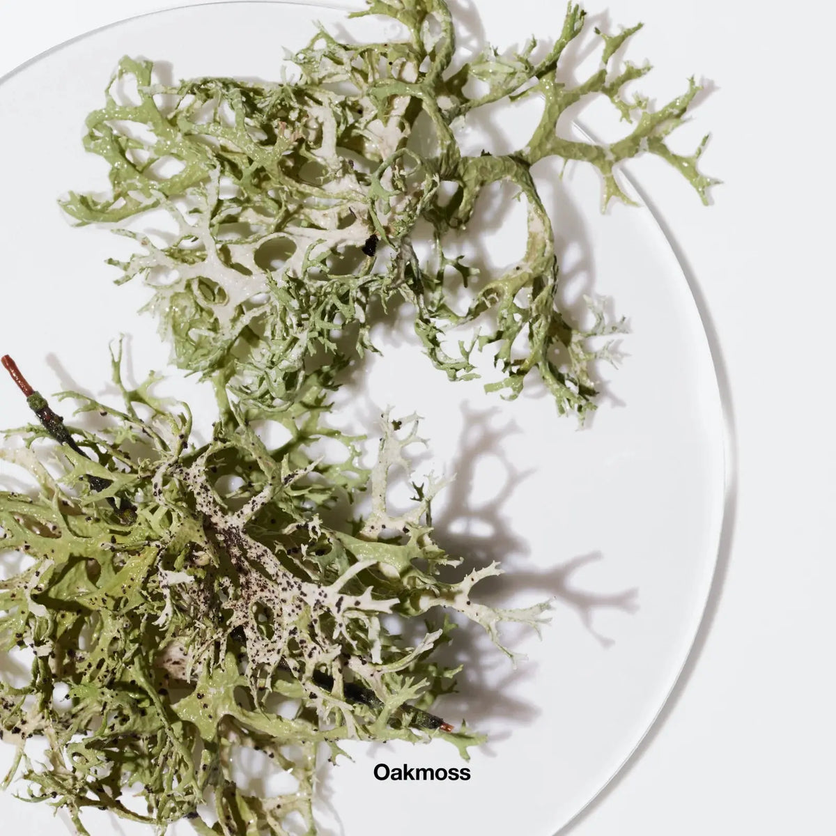 Profumo da donna Profumo Aromatics Elixir™ - Eau de Parfum Spray Clinique  Beauty Revive