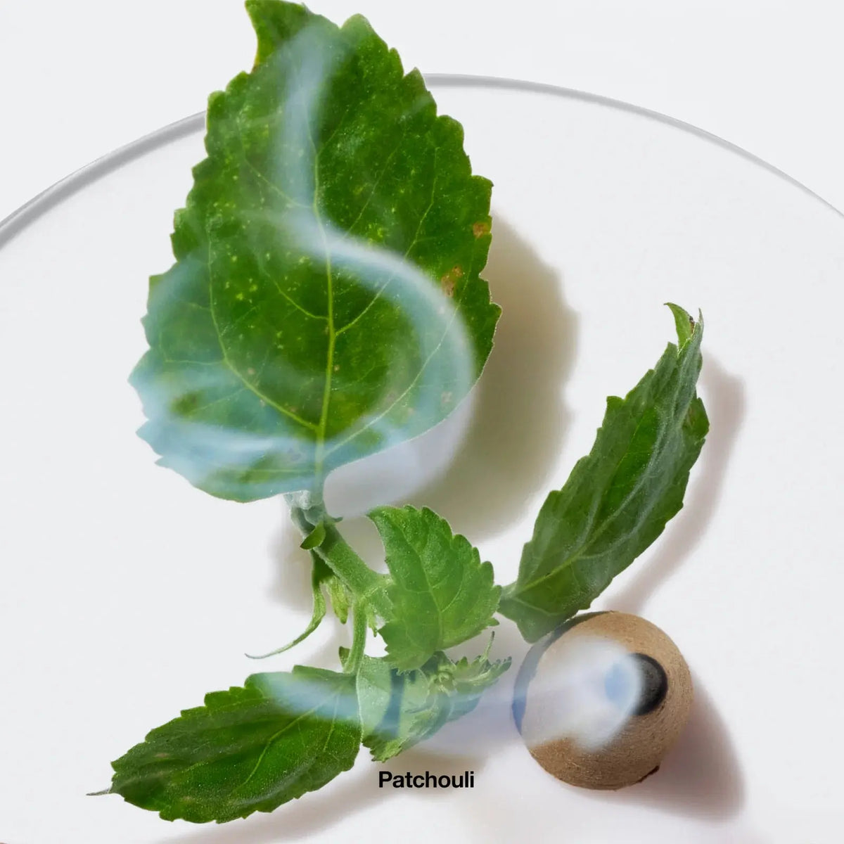 Profumo da donna Profumo Aromatics Elixir™ - Eau de Parfum Spray Clinique  Beauty Revive